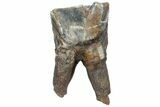 Fossil Woolly Rhino (Coelodonta) Tooth - Siberia #225202-3